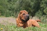 SHAR-PEI 812